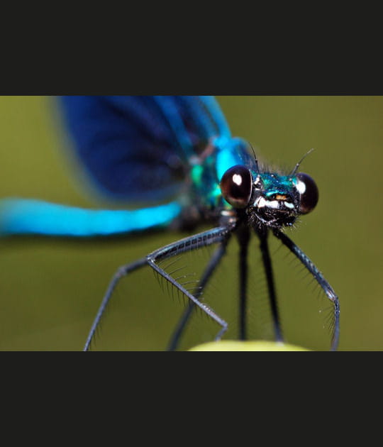 Les beaux yeux de l'agrion