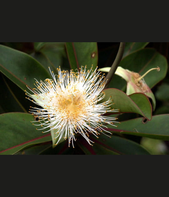Foetidia mauritiania