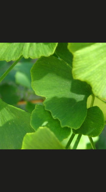 Le ginkgo biloba&nbsp;: l'arbre le plus ancien