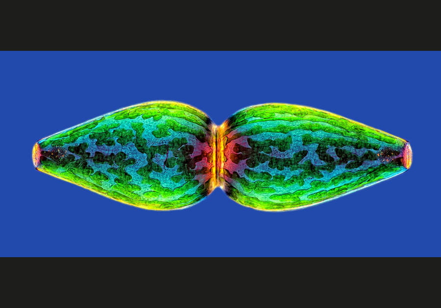 17e&nbsp;: microalgue