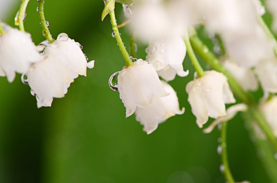 Les plus belles photos de muguet &agrave; envoyer &agrave; vos proches pour le 1er mai