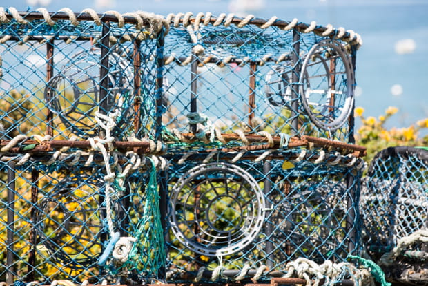 Coquillages... et crustacés