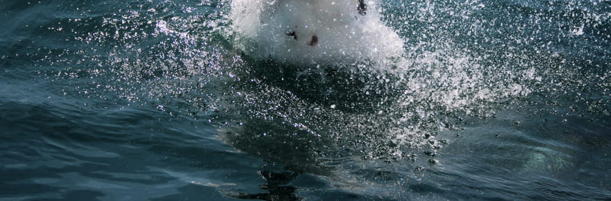 Voici ce que font les experts pour &eacute;viter une attaque de requins, beaucoup de baigneurs l'ignorent
