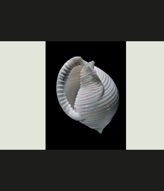 Coquillage Phalium umbilicatum