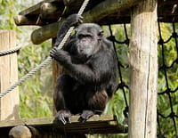 Une saison au zoo