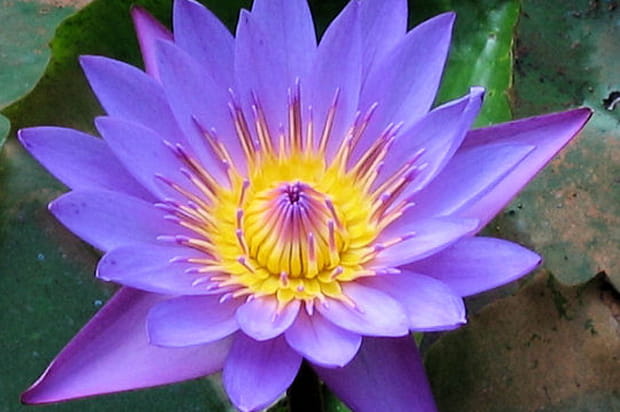 Couleurs du jardin botanique