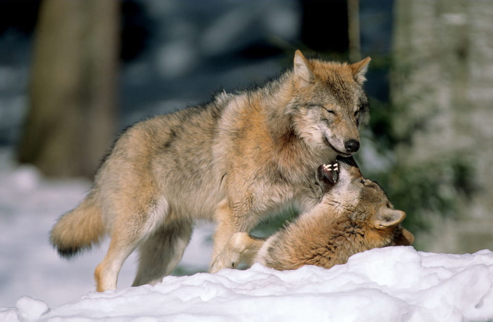 Chez les loups