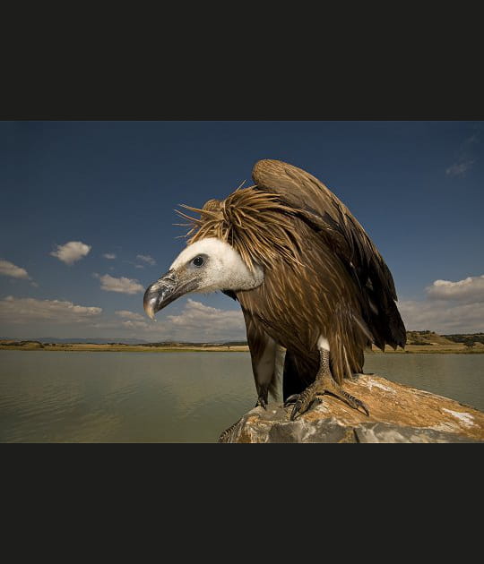 Curieux ce vautour