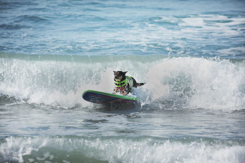 Le Beach Dog