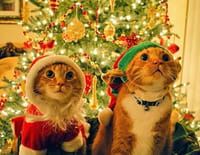 Le zap : Le grand zap de Noël