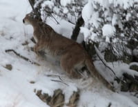 Puma contre loup