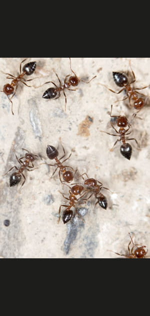 Chasser les fourmis