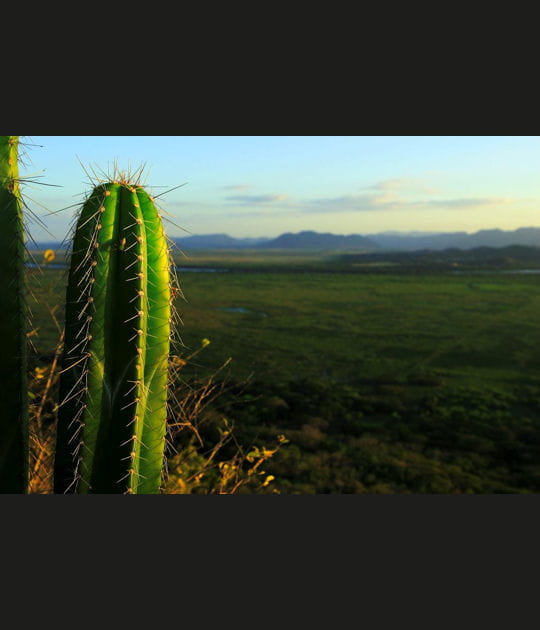 Le Parc National de Palo Verde