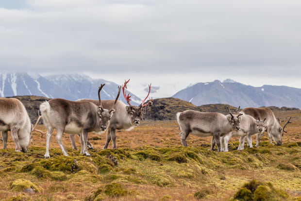 Rencontre avec les rennes