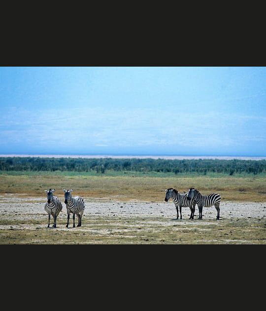 Couples de z&egrave;bres bien assortis en Tanzanie