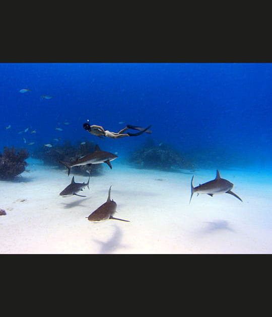 L'homme qui nage avec les requins