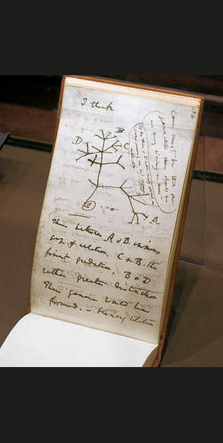 Premier croquis de l'arbre de l'&eacute;volution