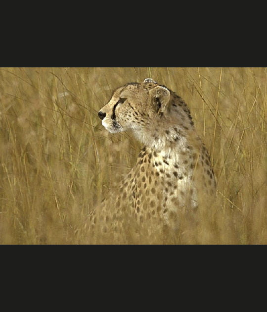Cach&eacute; dans les herbes