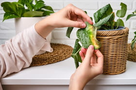 L'arrosage ne suffit pas&nbsp;: Il y a une chose dont vos plantes d'int&eacute;rieur ont absolument besoin cet automne