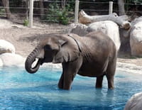 Animaux stars du zoo : Le zoo de la Flèche