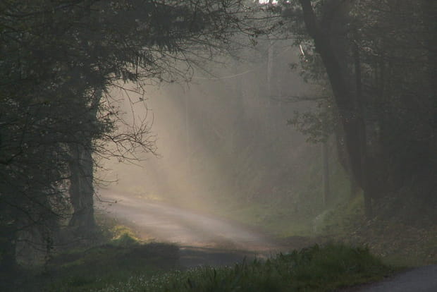 Brocéliande et sa forêt mythique