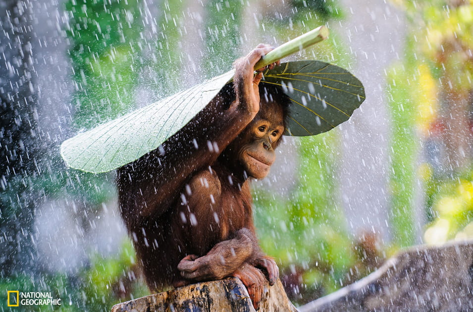 Orang-outan sous la pluie