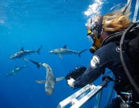 Shark Men : Marquage de requins