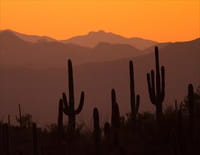 Au coeur des parcs nationaux d'Amérique : Grand Canyon et Saguaro