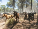 Carmen et les cavaliers d'El Rocío : A la poursuite des chevaux sauvages