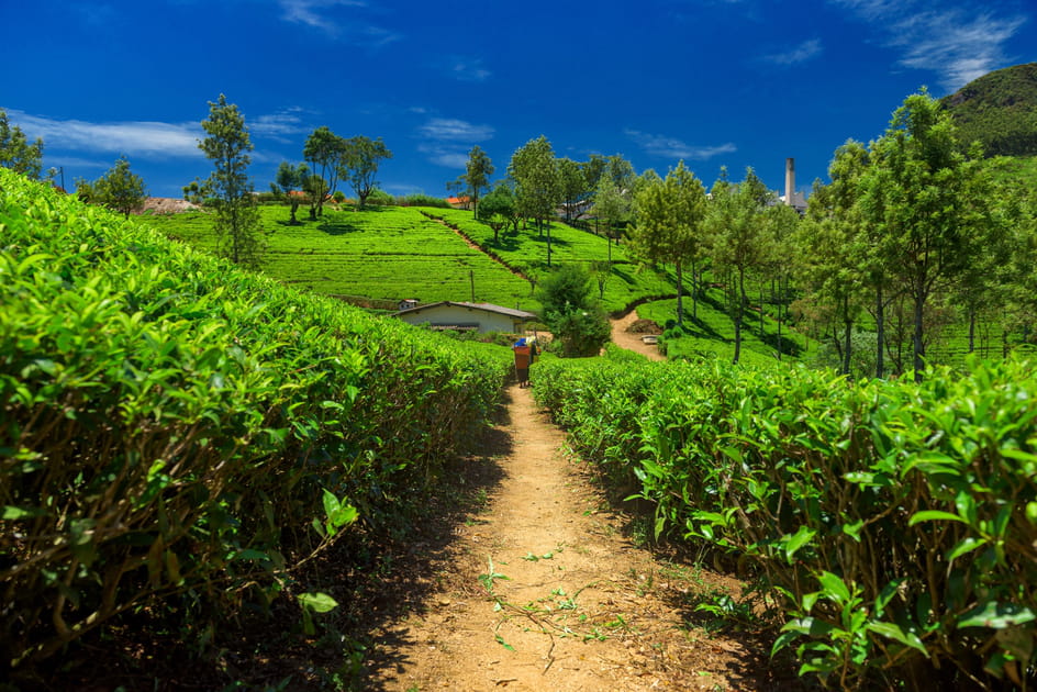 Emprunter la route du th&eacute; au Sri Lanka