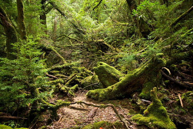 La forêt de Mononoké, sur l'île de Yakushima au Japon