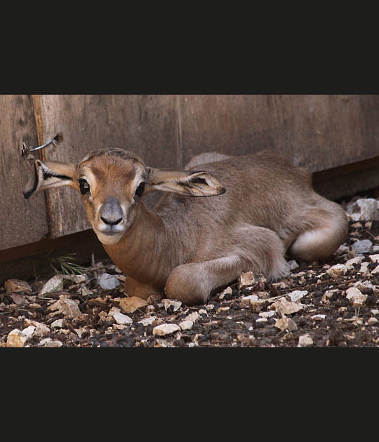 Les grands yeux de la gazelle