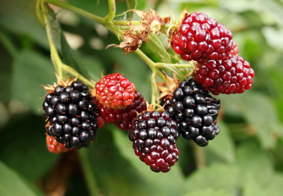 Au mois de juillet, bouche noire, gosier sec