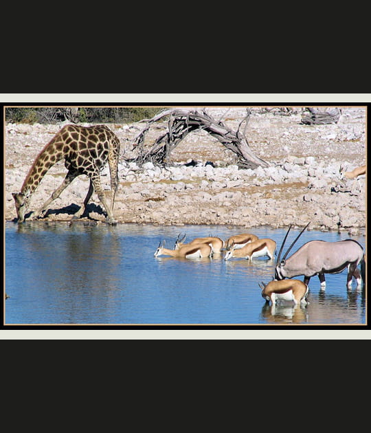 Au bistrot, en Namibie