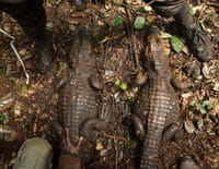 La grotte des crocos