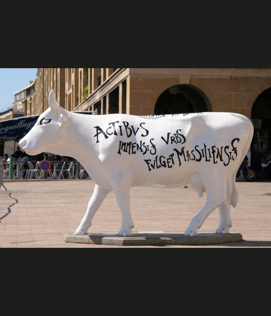 Vache latine