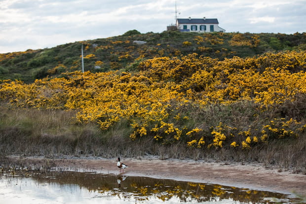 Un royaume pour les oiseaux