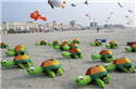 vignette tortues