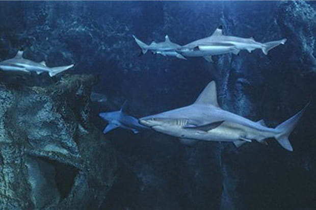 Le bassin des requins