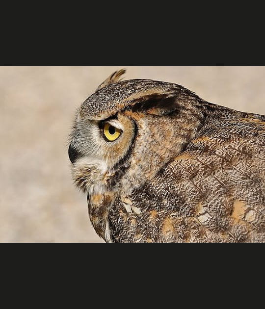 Le regard dans le vide