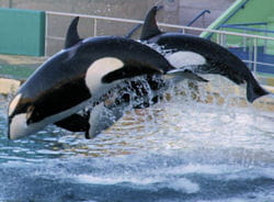 11 marineland161