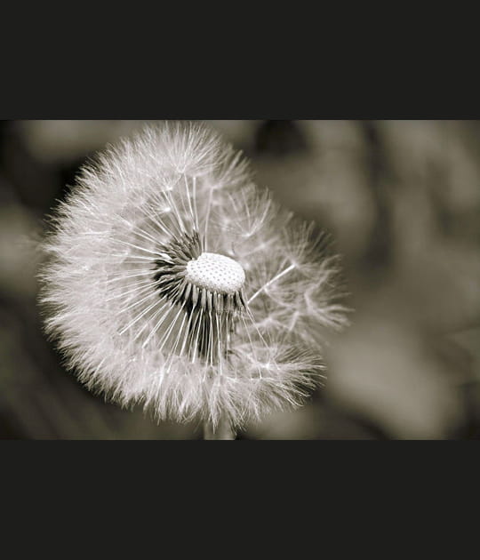 Dandelion