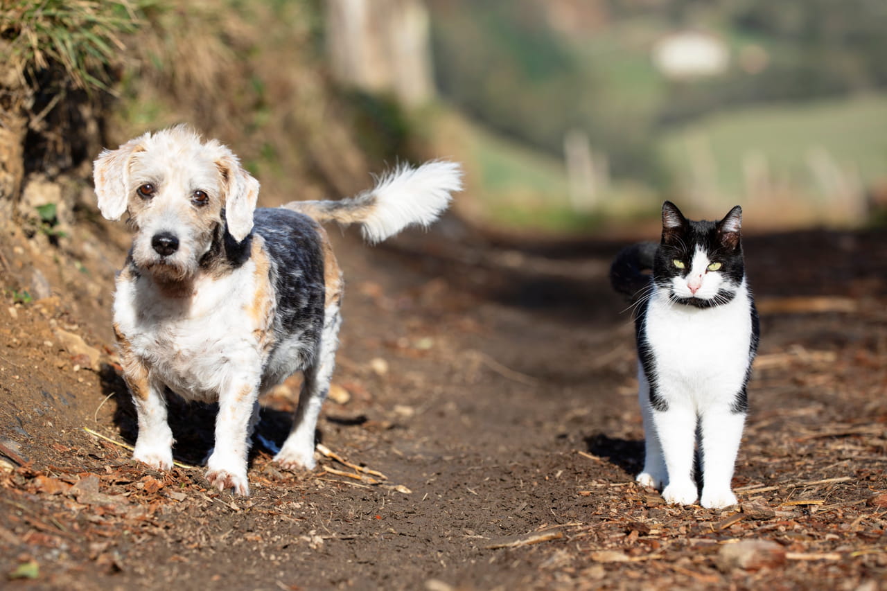Cet animal de compagnie est une plaie pour le climat, des millions de Français sont concernés