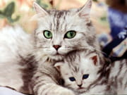 merechaton180