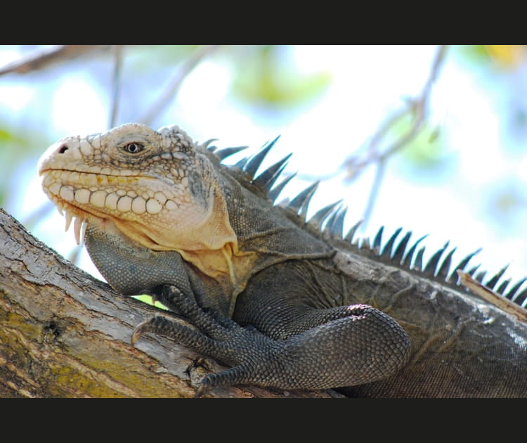 Iguane prot&eacute;g&eacute; en Guadeloupe