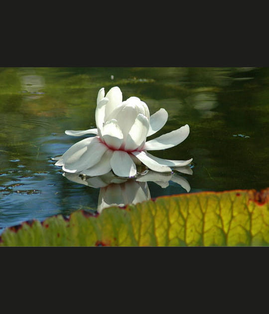Fleur du N&eacute;nuphar