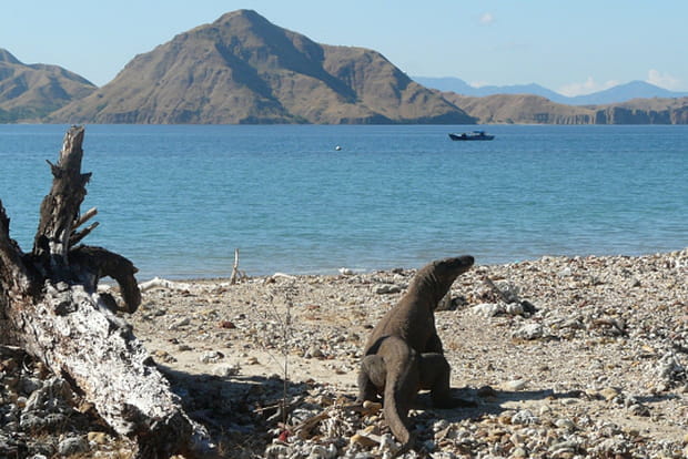 L'île de Komodo