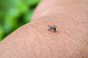 Dengue&nbsp;: 4&nbsp;cas autochtones d&eacute;tect&eacute;s, d&eacute;j&agrave; plus de 1&nbsp;700&nbsp;cas au total en m&eacute;tropole en 2025