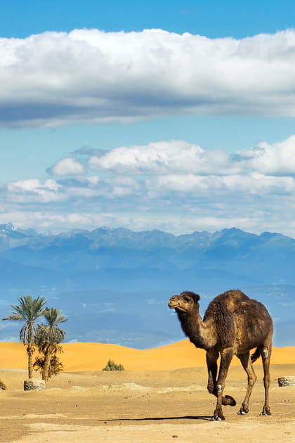 Et pour les voyages hors-Europe&nbsp;? L&agrave; aussi, il faudra attendre le 15&nbsp;juin au plus t&ocirc;t