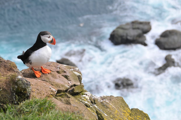 Le macareux moine dans les Côtes d’Armor